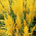 Hezhichun Yellow Feathered Cockscomb Seeds, 1g