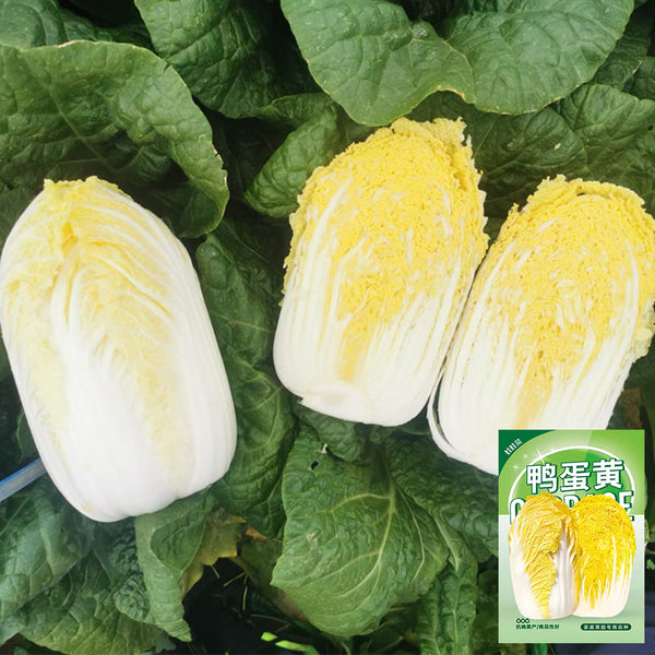 ‘Golden Pearl’ Baby Cabbage Seeds, 5g