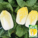 ‘Golden Pearl’ Baby Cabbage Seeds, 5g
