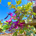 Xishuai Purple Hyacinth Bean Seeds, 10g