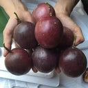 Mixed Purple & Yellow Passion Fruit, 200 Seeds