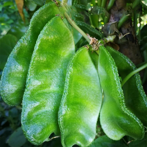 Pig-ear-shaped Hyacinth Bean Seeds, 20g