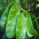 Pig-ear-shaped Hyacinth Bean Seeds, 20g