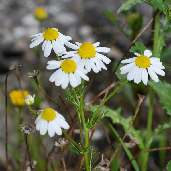 German Chamomile, 5000 Seeds