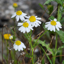 German Chamomile, 5000 Seeds