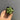 Pentagonal Glazed Bishop's Cap Live Cactus