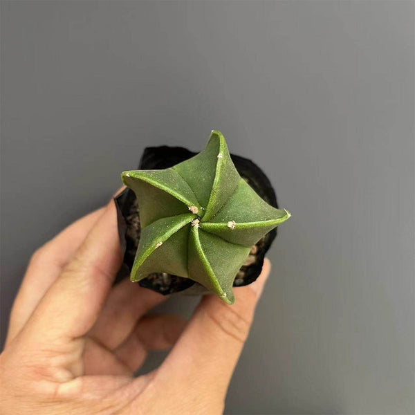 Pentagonal Glazed Bishop's Cap Live Cactus