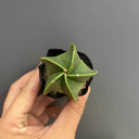 Pentagonal Glazed Bishop's Cap Live Cactus