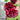 Chater's Double Maroon Hollyhock, 5 Seeds