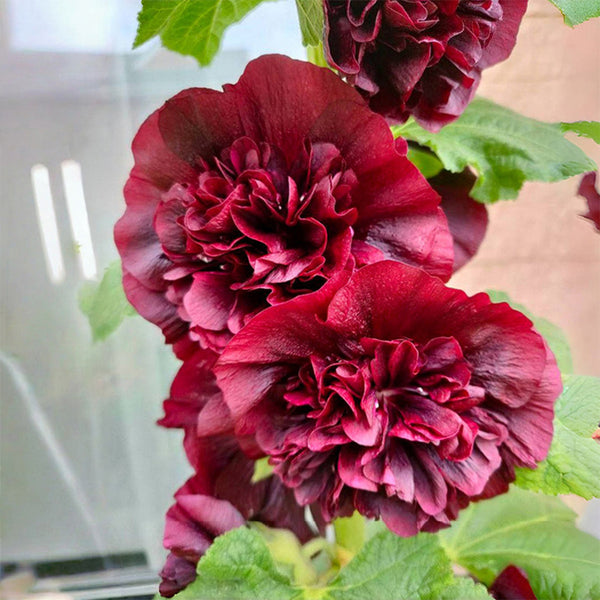 Chater's Double Maroon Hollyhock, 5 Seeds