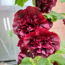 Chater's Double Maroon Hollyhock, 5 Seeds