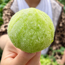 U2613 Green Persimmon Tomato, 100 Seeds