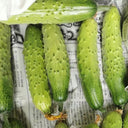 'Supreme' Long Drought Cucumber Seeds, 10g