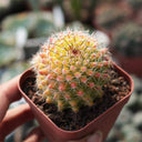 Mammillaria jaliscana f. variegata 'Hongnawan', 3-4cm