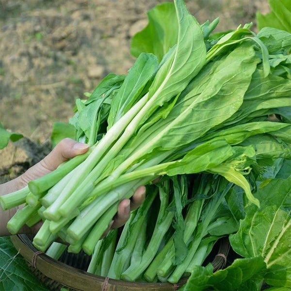 Green Tender Sweet Choy Sum Seeds, 20g