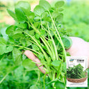 Watercress Seeds, 3g