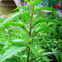 Chenopodium ambrosioides Seeds, 100 Seeds