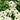 White Sunrise Black Eyed Susan Vine, 5 Seeds
