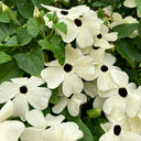White Sunrise Black Eyed Susan Vine, 5 Seeds