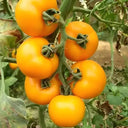 'Golden Apple' Big Yellow Tomato Seeds, 20 Seeds