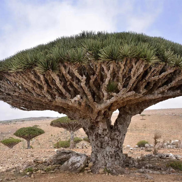 Canary Islands Dragon Tree Seeds (Dracaena draco), Pack of 5