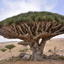 Canary Islands Dragon Tree Seeds (Dracaena draco), Pack of 5