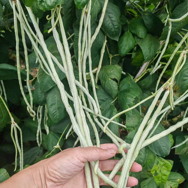 Baixue Lihong Yardlong Bean Seeds, 20g