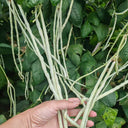 Baixue Lihong Yardlong Bean Seeds, 20g