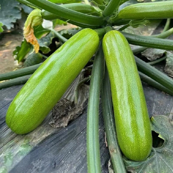 'Zaoqing No.1' Zucchini Seeds, 5g