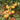 900 Dwarf Sweet Sue Bicolor Tomato, 5 Seeds