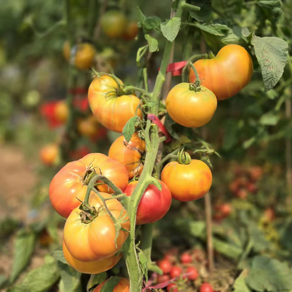 900 Dwarf Sweet Sue Bicolor Tomato, 5 Seeds