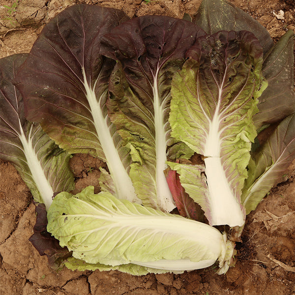 Purple-leaf Quick-growing Bok Choy Seeds, 10g