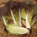 Purple-leaf Quick-growing Bok Choy Seeds, 10g