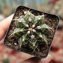 'Ruiyun Peony' Live Cactus, 3-4cm