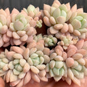 Echeveria 'Jade Ruyi', 3pcs x 1-head