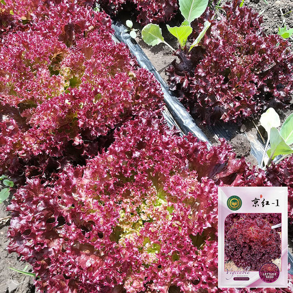 'Jinghong-1' Loose-leaf Lettuce Seeds, 5g