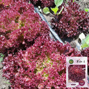 'Jinghong-1' Loose-leaf Lettuce Seeds, 5g