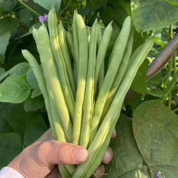 'Shuangqing No.38' Green Bean Seeds, 25g