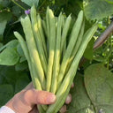 'Shuangqing No.38' Green Bean Seeds, 25g