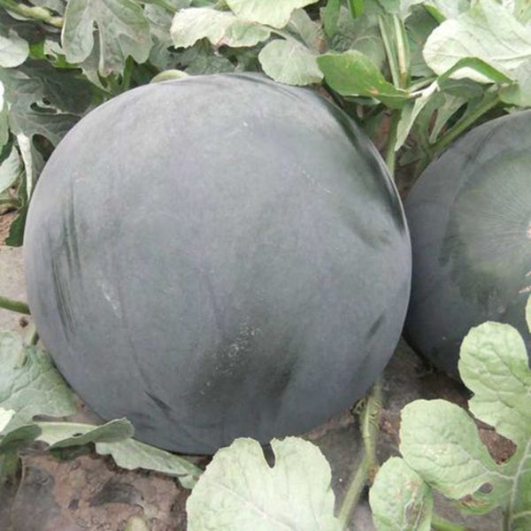'Obsidian Sweet' Seedless Watermelon Seeds, 20 Seeds