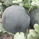'Obsidian Sweet' Seedless Watermelon Seeds, 20 Seeds