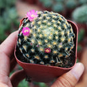 Mammillaria schiedeana, 3-4cm