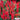 Hezhichun Scarlet Sage, 50 Seeds