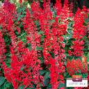 Hezhichun Scarlet Sage, 50 Seeds