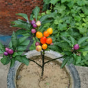 Ornamental Pepper Seeds, 100 Seeds