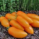 709 Fairy Gold Tomato, 5 Seeds