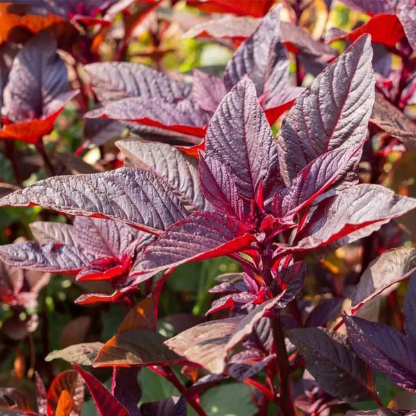 Red Amaranth Seeds, 50g
