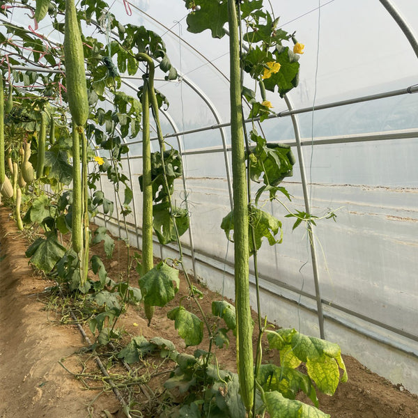 Giant No.1 Extra-long Luffa Seeds, 10 Seeds