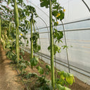 Giant No.1 Extra-long Luffa Seeds, 10 Seeds