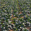 'Mobao 018' Prostrate Spinach Seeds, 20g